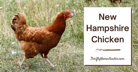 New Hampshire Chicken: A Homesteader's Favorite for Eggs and Meat