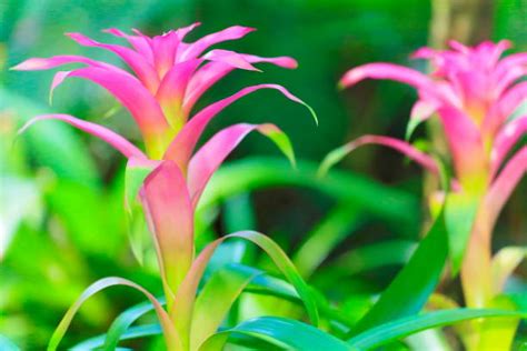 3,600+ Pink Bromeliad Flower Stock Photos, Pictures & Royalty-Free ...