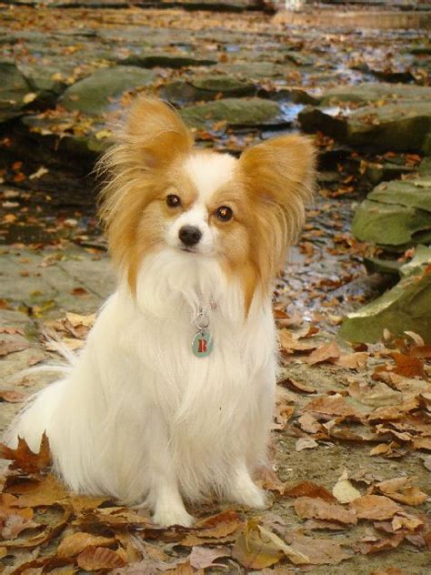 Papillon dog - Wikipedia