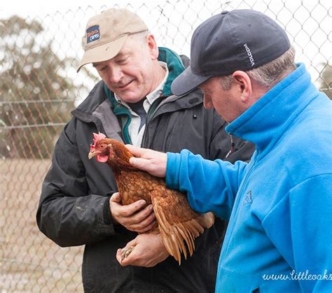 Volunteer at a farm animal sanctuary | Little Oak Animal Sanctuary