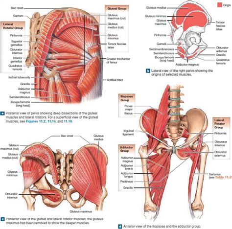 Muscle Anatomy - Skeletal Muscles - Groin Muscles - Calf Muscles