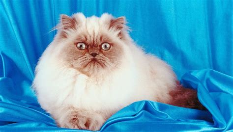 Himalayan Cats: Paw-tastic Facts And Overview About The Breed