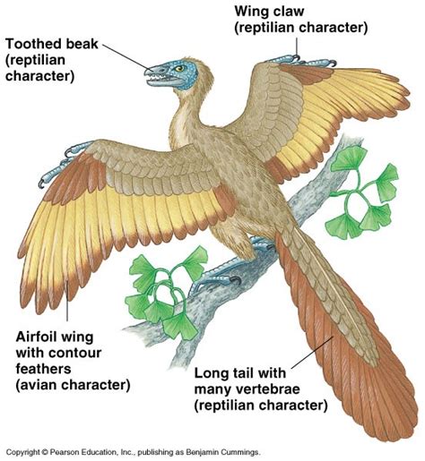 Archaeopteryx Pictures & Facts - The Dinosaur Database