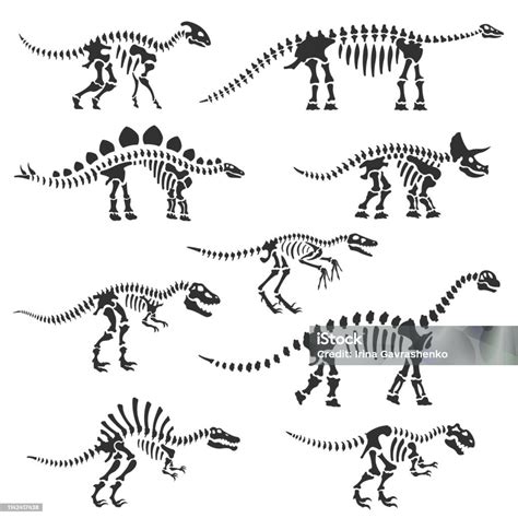 Dinosaur Skeletons Set Dinosaur Bones Silhouettes Isolated Objects ...