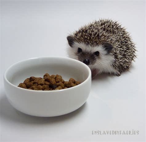 Prickle Pets: Hungry Hungry Hedgehog: Cat Food Mix