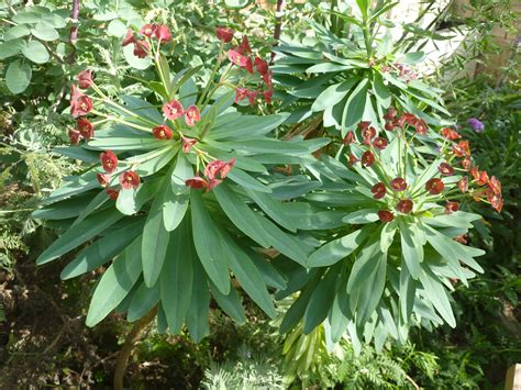 File:Euphorbia atropurpurea (Euphorbiaceae) flowers and leaves.jpg ...