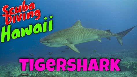 Tigersharks - Scuba Diving Hawaii | Kona Honu Divers - YouTube