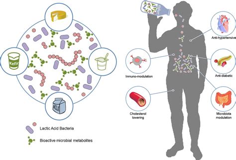 Microorganisms with Probiotic Properties • Microbe Online