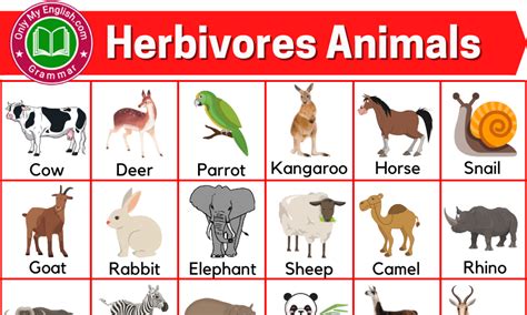 Herbivores Animals Name List with Pictures » Onlymyenglish.com