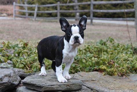 Boston Terrier French Bulldog Mix (Frenchton) - AskFrenchie.com