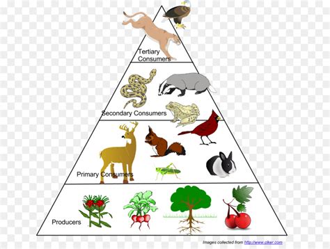 Gambar Piramida Rantai Makanan – cari