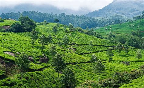 Visit these places with coffee plantations in South India for a ...