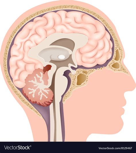 Cartoon of human internal brain anatomy Royalty Free Vector