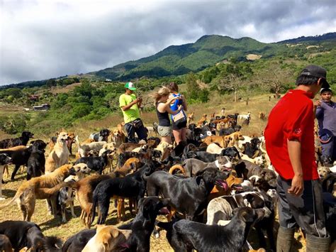 Costa Rica’s Territorio de Zaguates is home to more than 900 dogs - La Voz