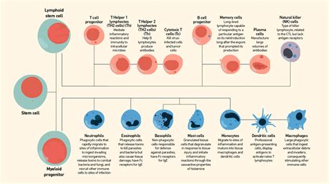 Innate vs Adaptive Immunity | Technology Networks