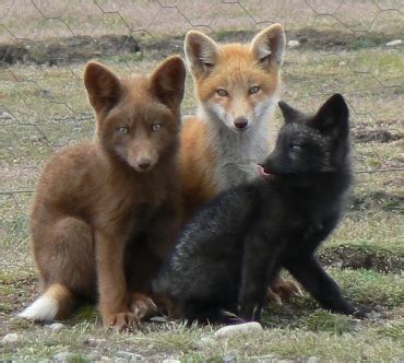 Different Colored Foxes - Fox Photo (24577019) - Fanpop