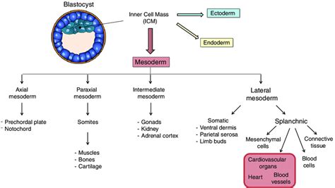 Schematic overview of the development of different organs from the ...