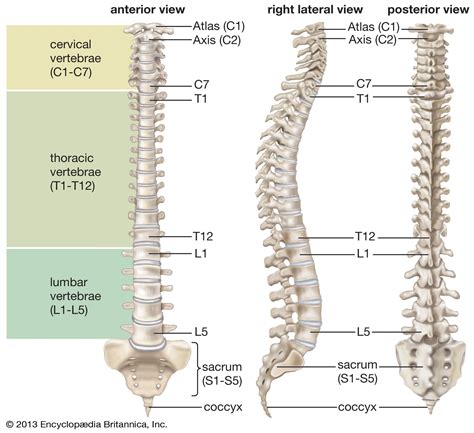 vertebral column | Anatomy & Function | Britannica