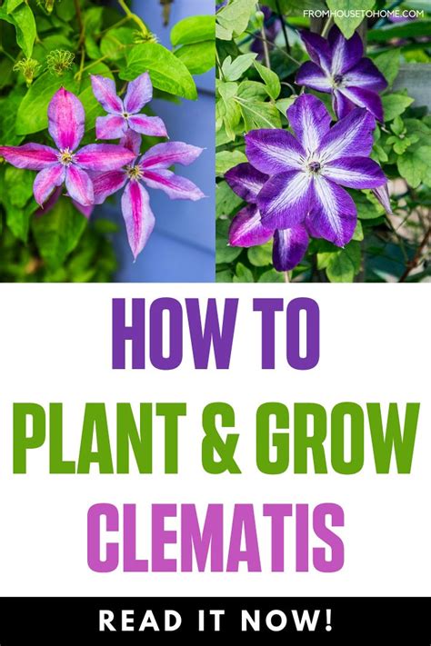 Clematis Vine Care: Planting, Growing and Pruning Tips - Gardener's Oasis