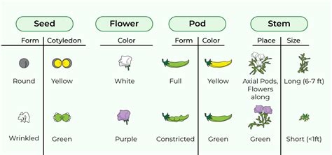 Mendel's Laws of Inheritance