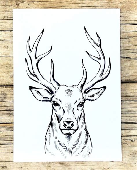 Одноклассники | Deer drawing, Animal drawings sketches, Animal drawings