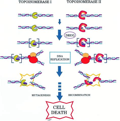 Difference Between Topoisomerase I and II | Compare the Difference ...