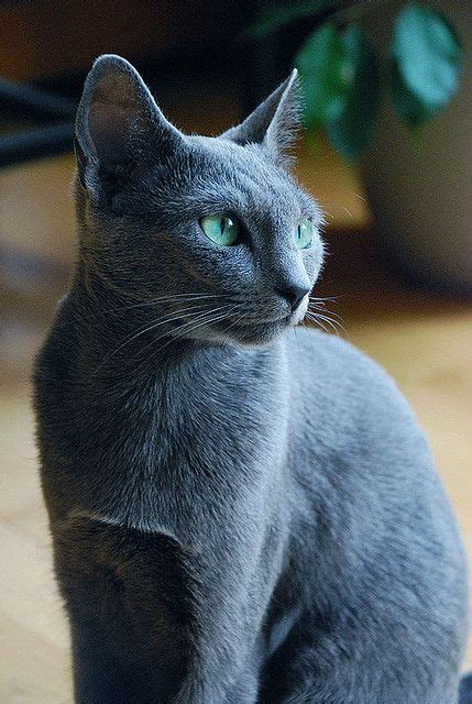 fuckyeahrussianblue | Pretty cats, Russian blue cat, Grey cats