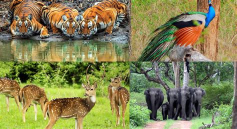 Karnataka Wildlife - FeetBeyond Roads