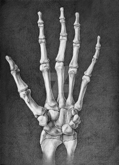 Ventral Hand Skeleton by elizabethnixon on DeviantArt