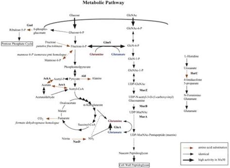 Cell wall synthesis and glutamate synthesis pathways. The metabolic ...