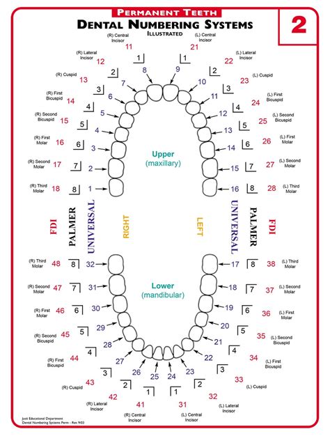 Understanding Dental Terminology – S4S Dental