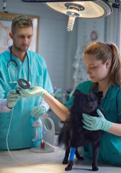 vet tech program rochester mn - Aaron Hallman