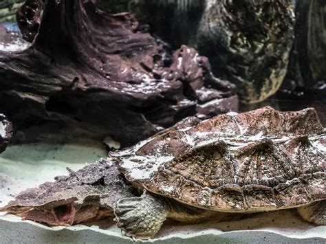 Mata Mata Turtle: Care Guide & Species Profile - Everything Reptiles