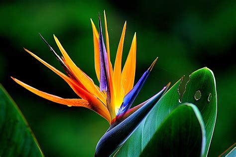 Hawaiian Bird of Paradise Strelitzia Plant Seeds 1 Pack - Etsy | Flores ...