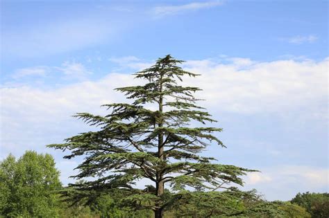 10 Different Types Of Cedar Trees With Pictures, 45% OFF