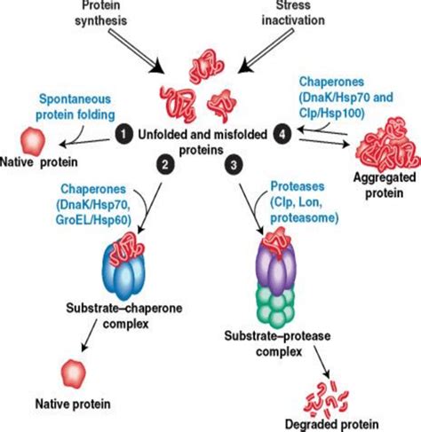 Chaperone-assisted protein folding (Creighton, 1990) | Download ...