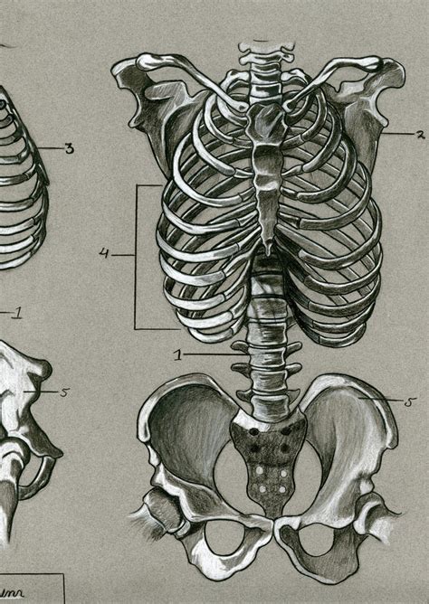 Skeleton Anatomy Drawing