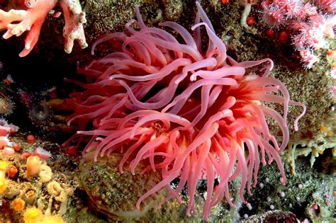 17 Facts You Need to Know About Sea Anemones Before You Add Them Your ...