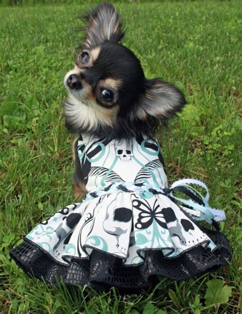 Modeling Pictures - Chihuahua Models | Cute chihuahua, Pet clothes, Pet ...