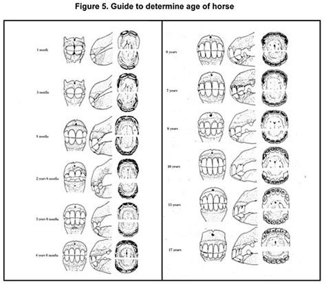 www.horse teeth age chart | Aging Horses by Teeth Chart http://www ...