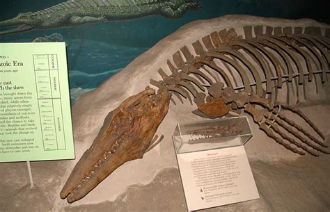 Louisville Fossils and Beyond: Mosasaur Fossils