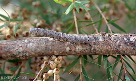 Jarowair - Our Patch: Twig Caterpillar