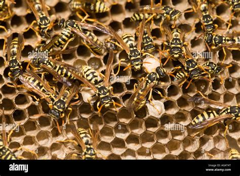 Adult yellow jacket wasps and larvae on a large nest Spain Stock Photo ...