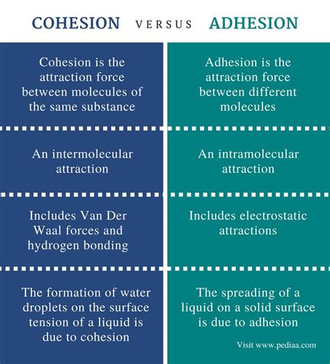 Difference Between Cohesion and Adhesion | Definition, Relationship ...