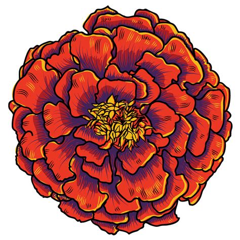 Marigold Flower Clipart | Free download on ClipArtMag