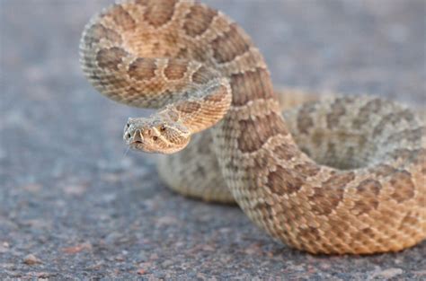 Ssssssnake sssssseason is back. Here’s what to do when you see them on ...