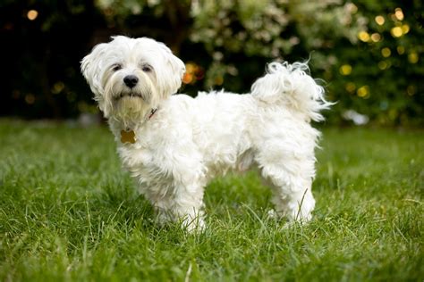 Maltese Breed Information Guide: Photos, Traits, & Care | BARK Post