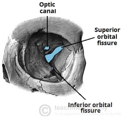 Orbital Floor Bones - Carpet Vidalondon