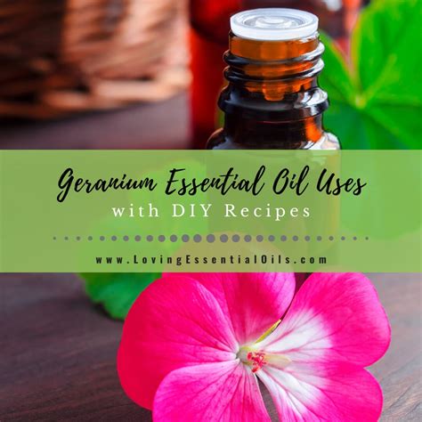 Geranium Essential Oil Recipes, Uses and Benefits Spotlight