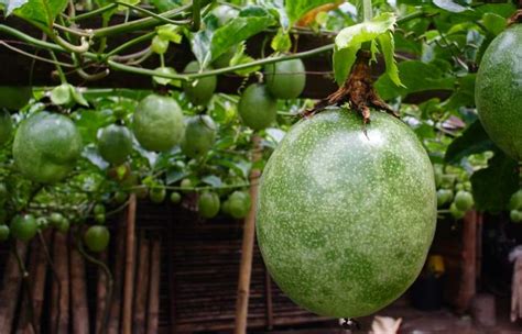 5 Fruits That Grow On Vines That You Need To Grow - BackyardDigs